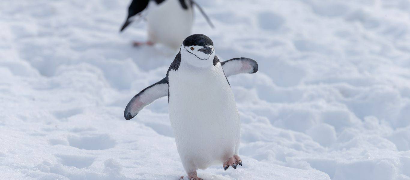 DER Touristik Partner Unternehmen Reisebüro Calypso GmbH