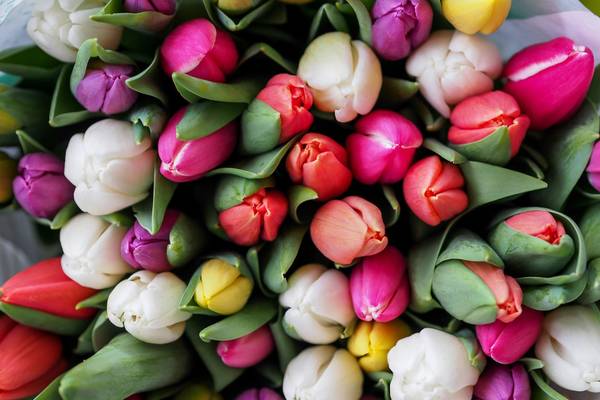 bunte Tulpen