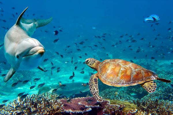 Delfin und Schildkröte im roten Meer