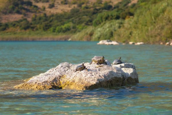 Schildkröten auf Stein im Kournas Lake Kreta