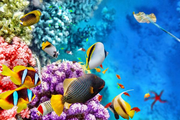 Unterwasserwelt im Aquarium von Hurghada