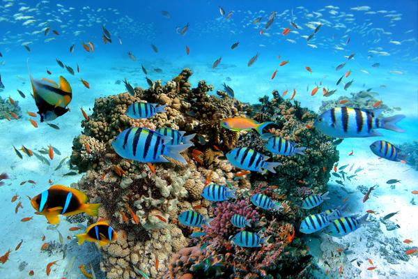 Unterwasserwelt Schnorcheln Hurghada Rotes Meer