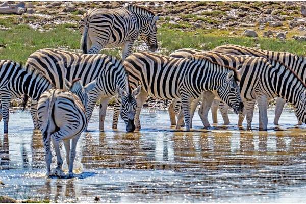 Zebraherde am Fluss
